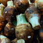 Local Organic Baguio Taro (Gabi/Gabe) - order price / kilo