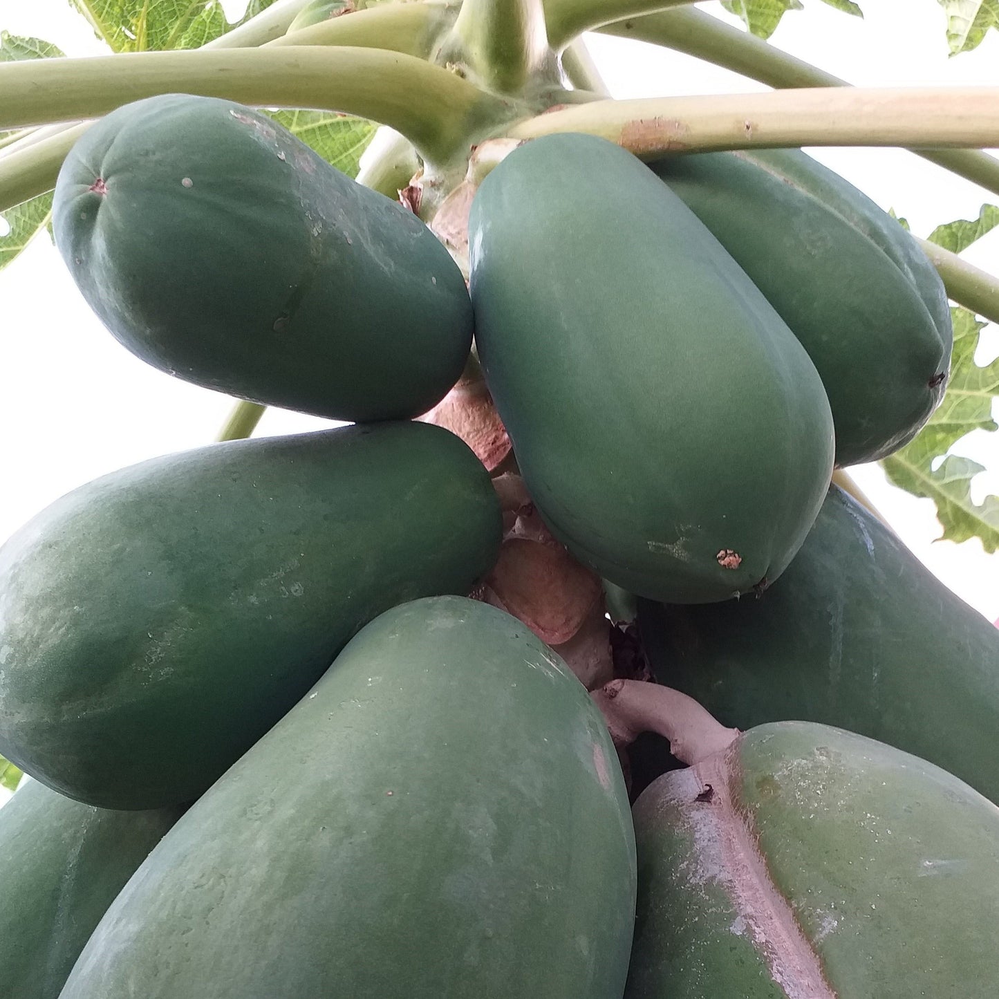 Organic Local GREEN [Unripe] Papaya - order price / (1 piece) 500 grams