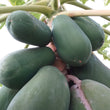 Organic Local GREEN [Unripe] Papaya - order price / (1 piece) 500 grams