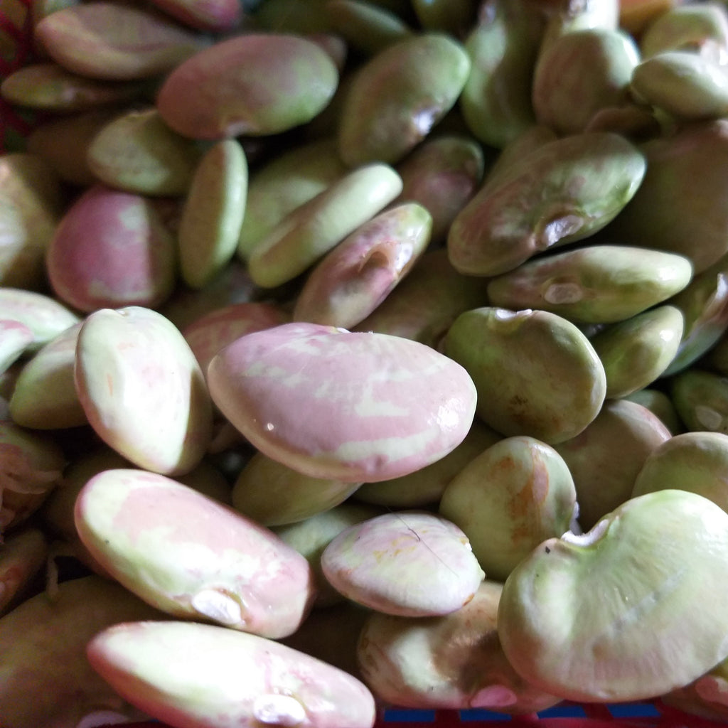 Fresh Natural Organic Native Kidney Beans (Patani) – Farm2Metro