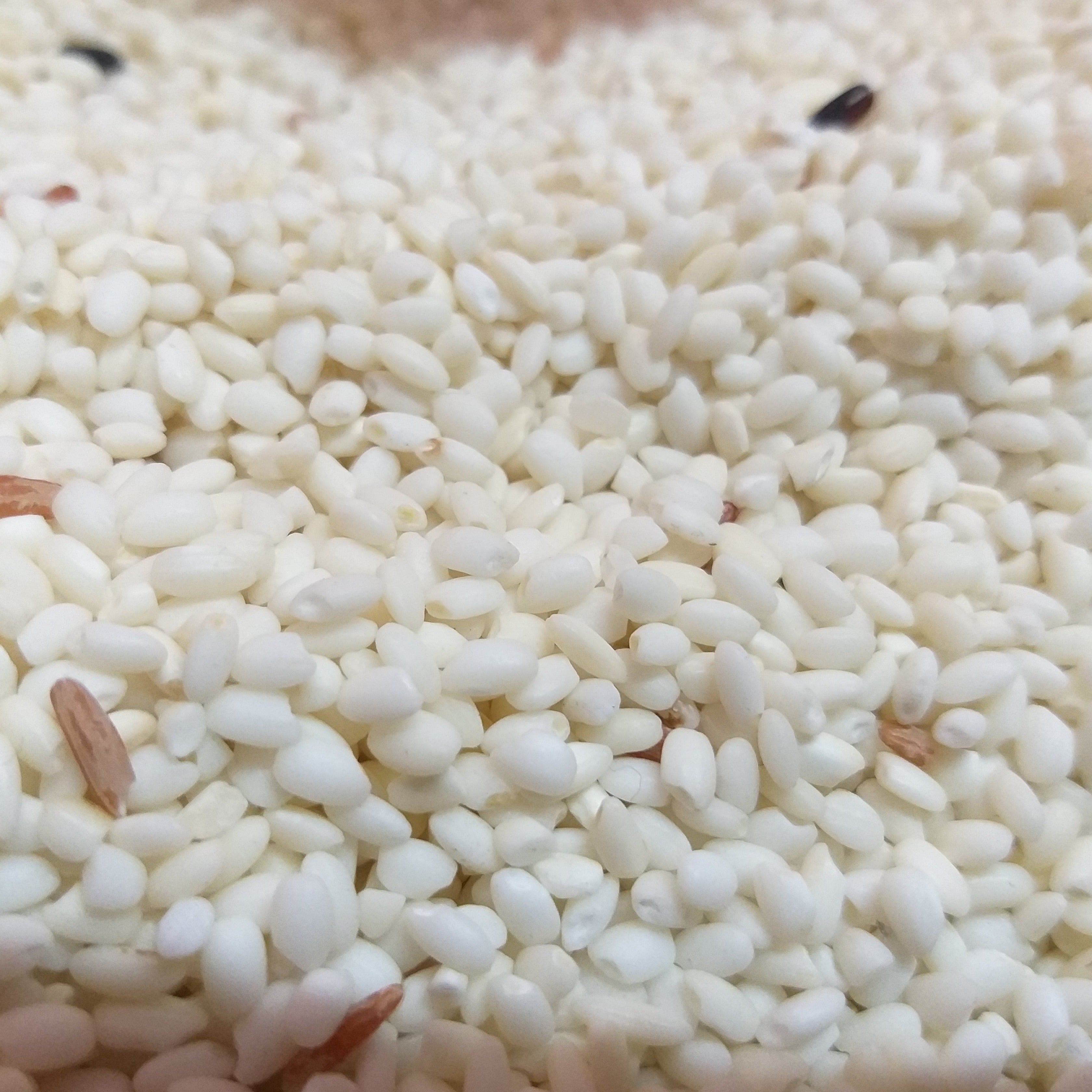 Round Glutinous Rice - order price / kilo - Farm2Metro