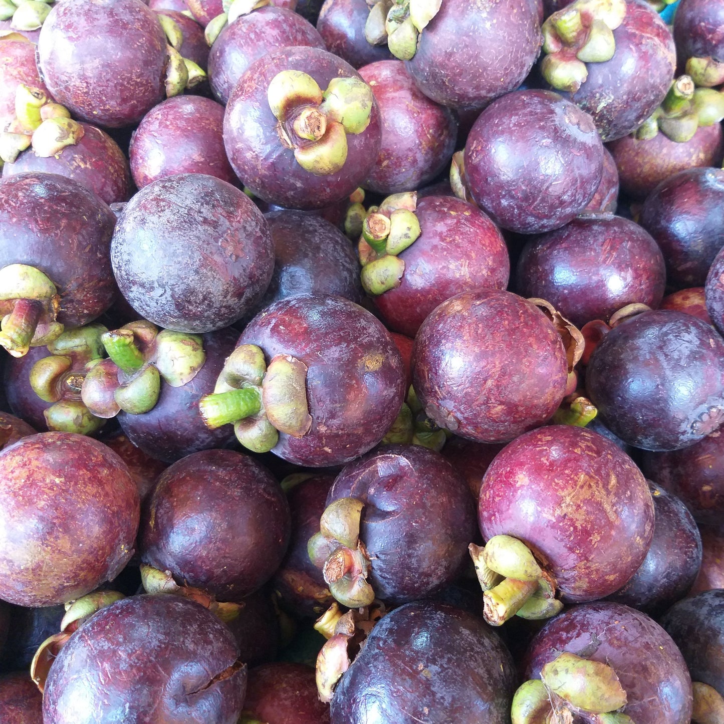 Fresh Davao Mangosteen - order price / kilo - Farm2Metro