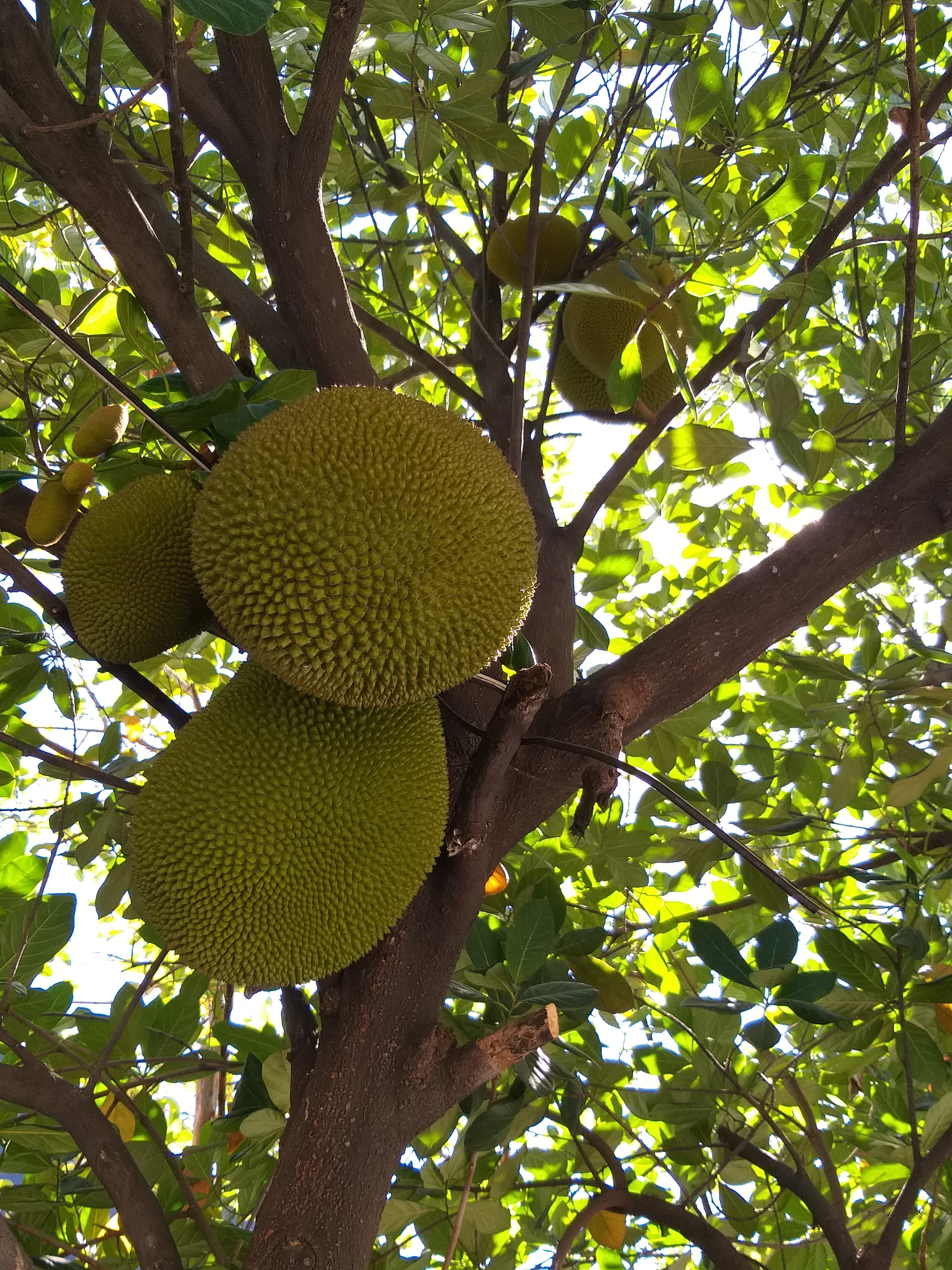 Peeled Jack Fruit (Langka) order price/250 grams - Farm2Metro