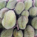 Fresh Davao Durian Fruit (Puyat Variety) - order price/kilo - Farm2Metro