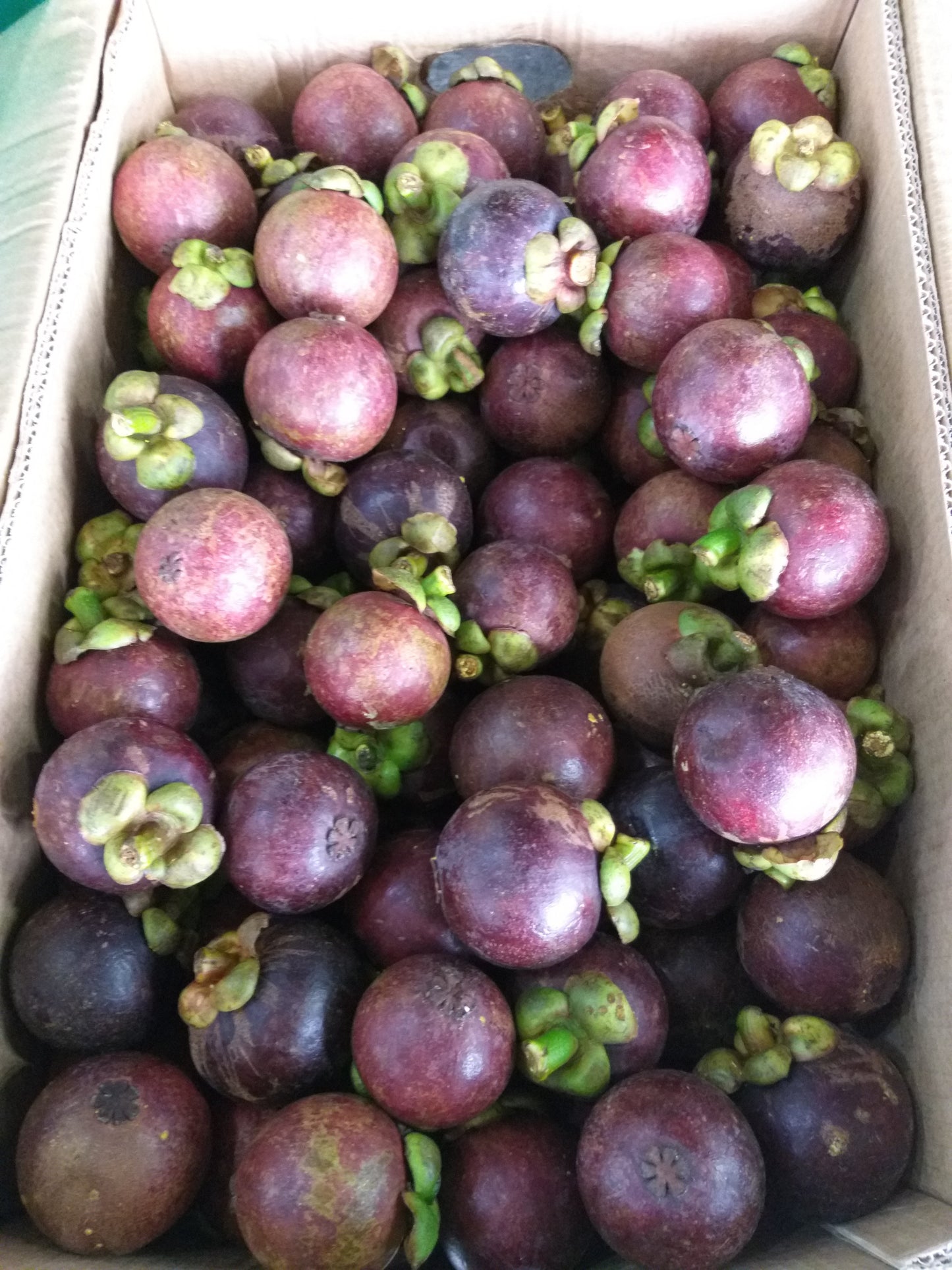 Fresh Davao Mangosteen - order price / kilo - Farm2Metro