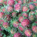 Fresh Rambutan (Tuklapin RR)- order price/500 grams - Farm2Metro