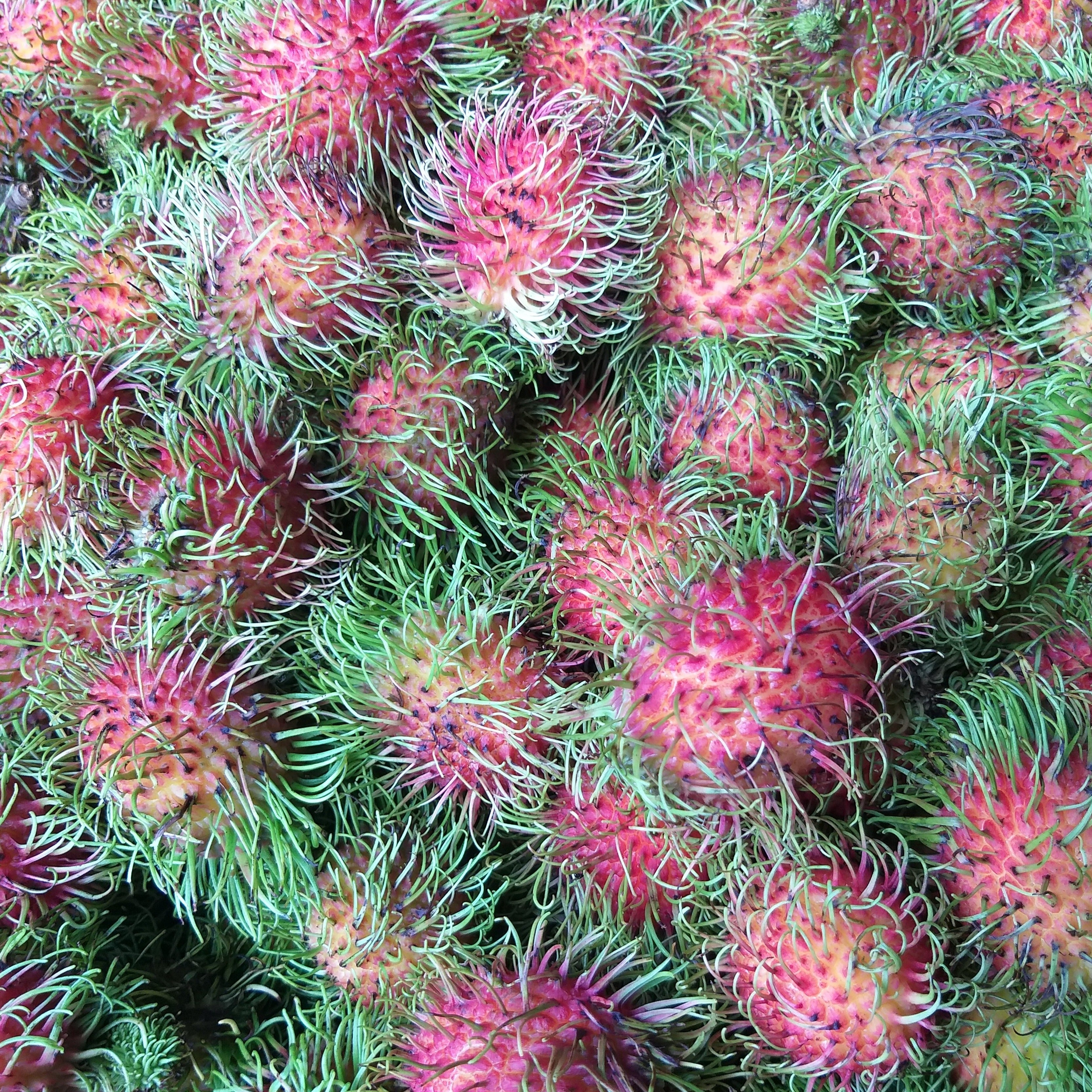 Fresh Rambutan (Tuklapin RR)- order price/500 grams - Farm2Metro