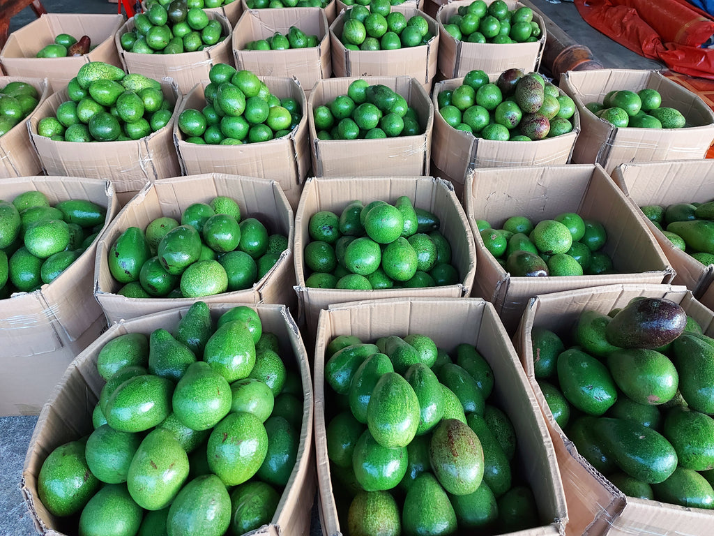 フレッシュダバオアボカド【中サイズ】 - 注文価格 / キロ