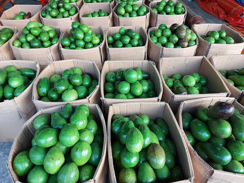 Fresh Davao Avocado [Medium-size] 4 pcs - order price / kilo