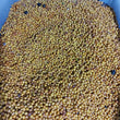 Local Organic Yellow Munggo [Monggo] - Lagkitan|Labo - order price / 250 grams