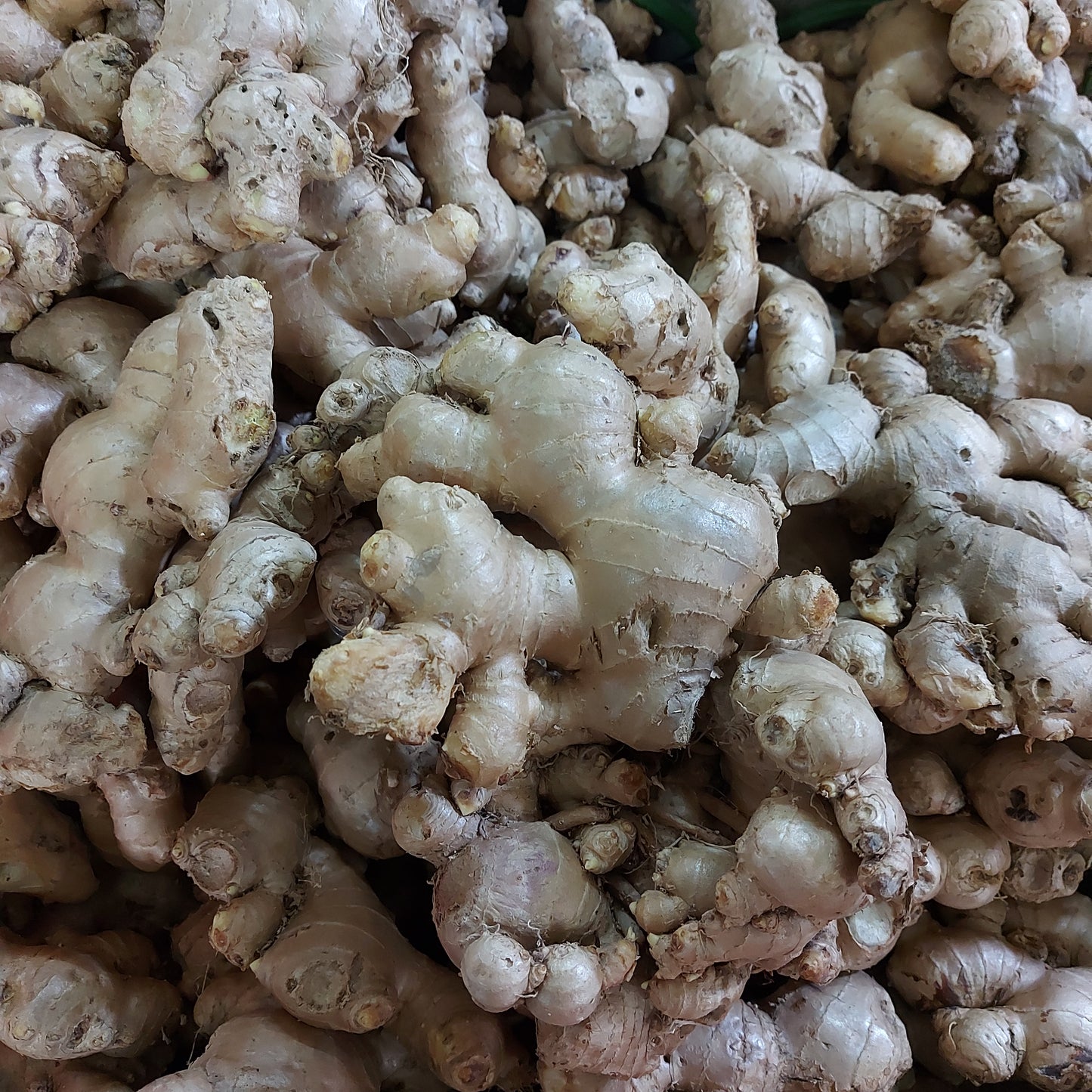 Local Organic Native Ginger [Luya] - order price / kilo