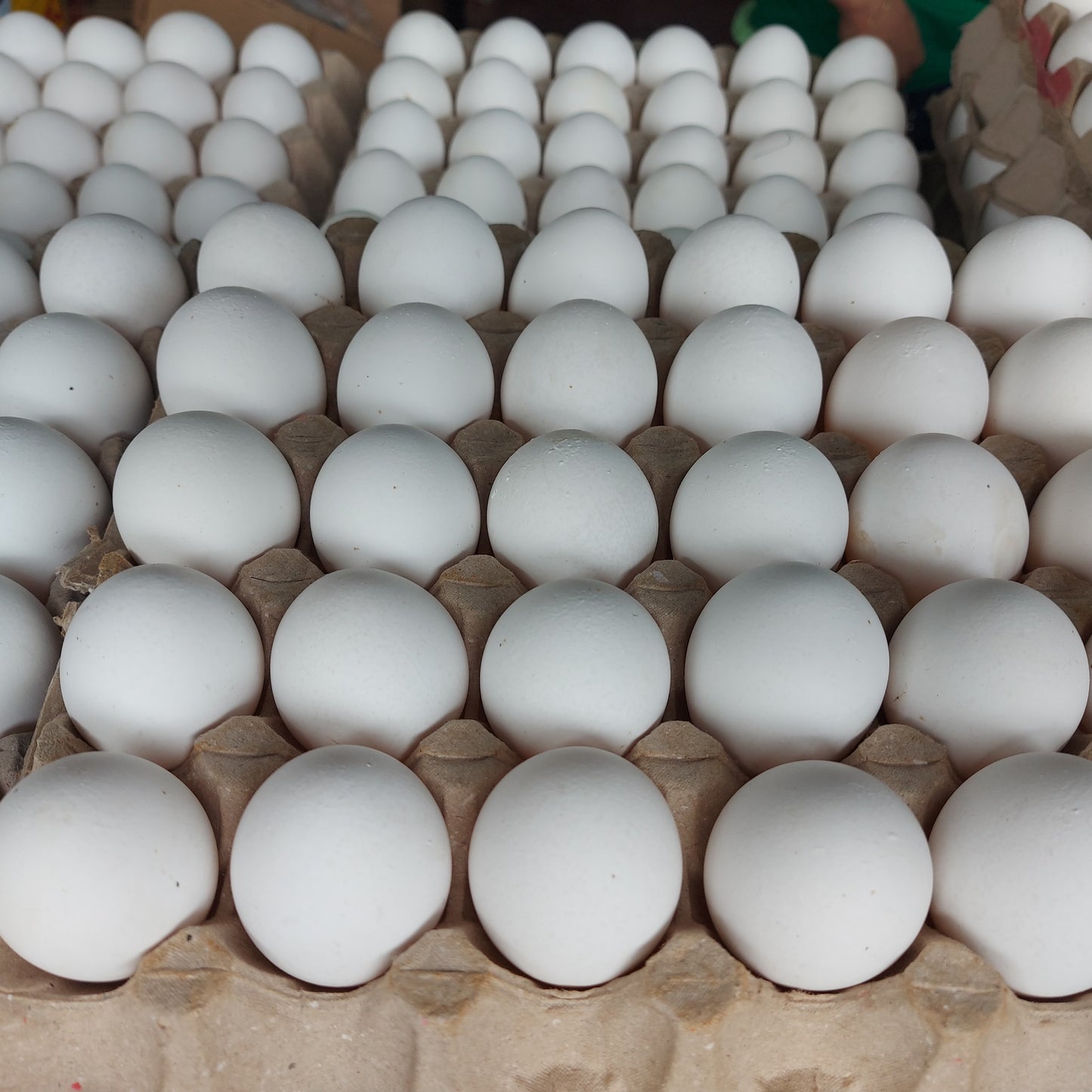 Fresh White Eggs Medium - order price / tray [30pcs]