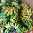 Fresh Local [Latundan] Banana - order price / kilo