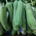 ヘチマ (パトラキニス) - 注文価格 / キロ