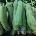 ヘチマ（パトラキニス） - 注文価格/500グラム