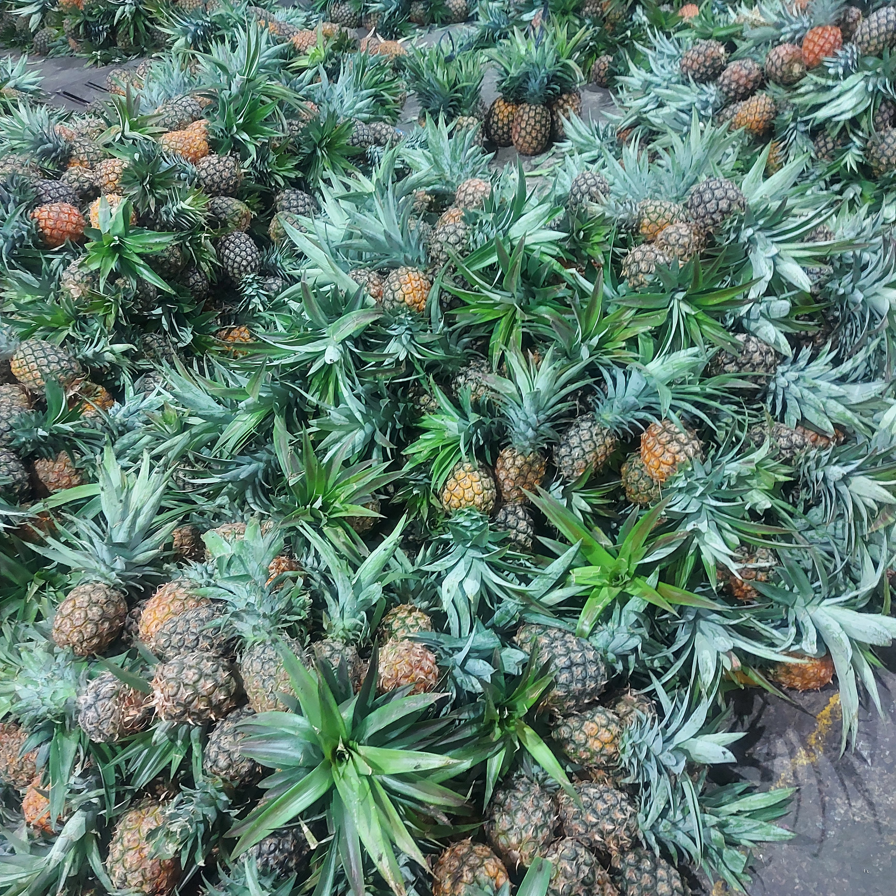 Sweet Local Pineapple (Large size) - order price / piece