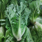 Fresh Organic Romaine Lettuce - order price / kilo