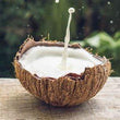 しぼりたてココナッツミルク [Gata|Niyog|Nyog] - 注文価格 / 約 800 グラム