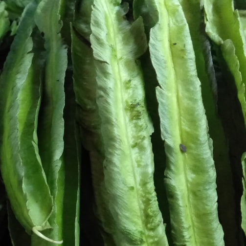 Fresh  Organic Winged Bean (Sigarilyas) - order price / 500 grams - Farm2Metro