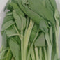 Fresh Organic Sage - order price / 50 grams