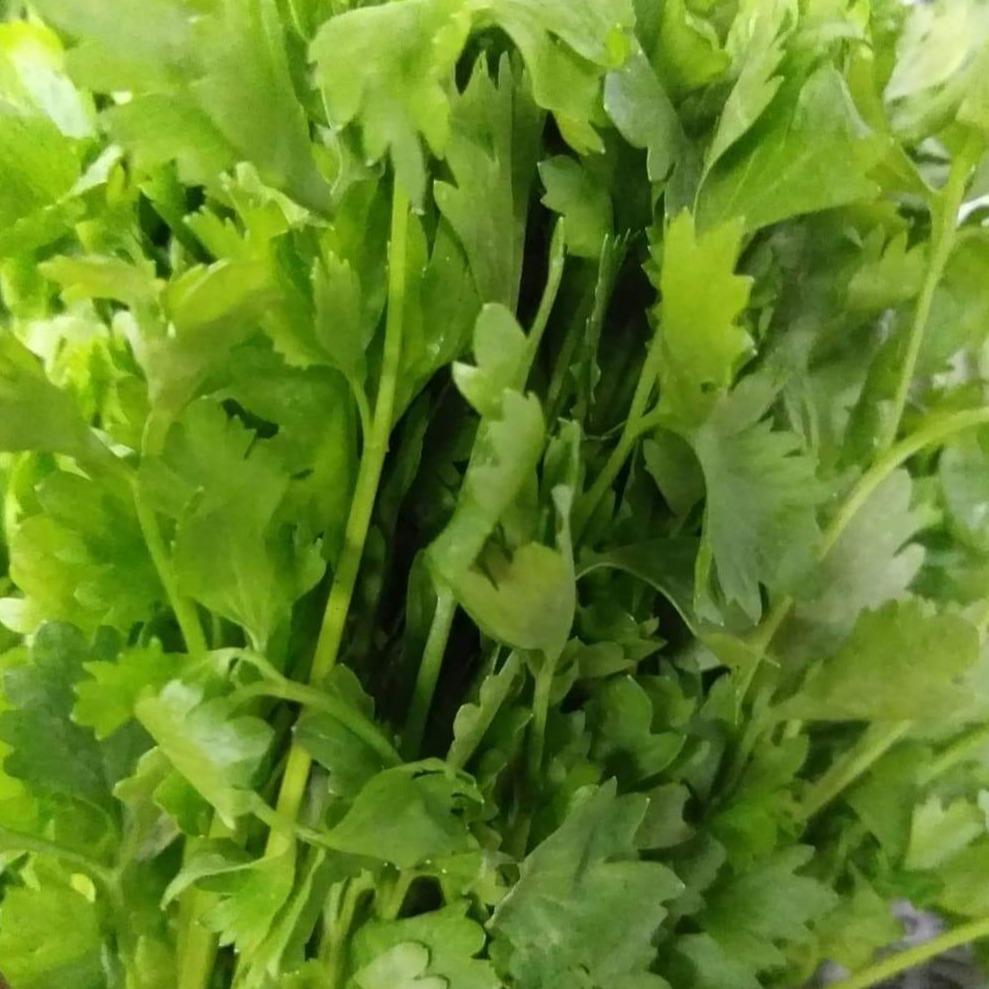 Fresh Organic Chinese Parsley (Kinchay) order price / 50 grams - Farm2Metro