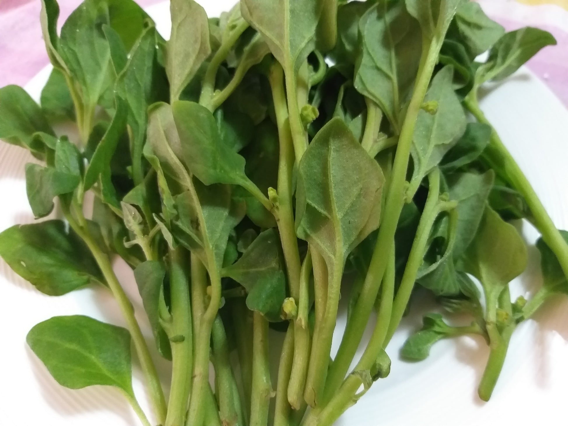 Fresh Local Organic Spinach - order price / 500 grams - Farm2Metro