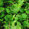 Fresh Mint Leaves - order price / 100 grams - Farm2Metro