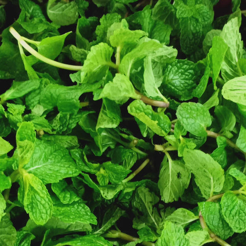 Fresh Mint Leaves - order price / 100 grams - Farm2Metro