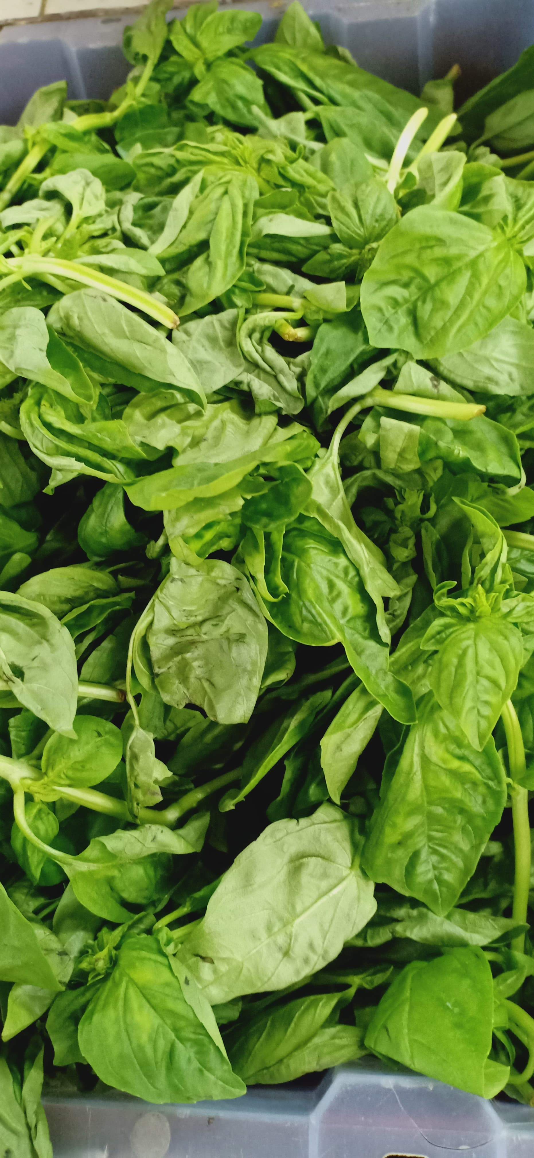 Fresh Organic Basil Leaves - order price / 100 grams - Farm2Metro