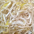 Fresh Bean Sprouts [Toge | Togue] - order price / 500 grams