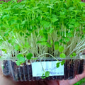 MICRO GREENS - Arugula - order price / 200 grams - Farm2Metro