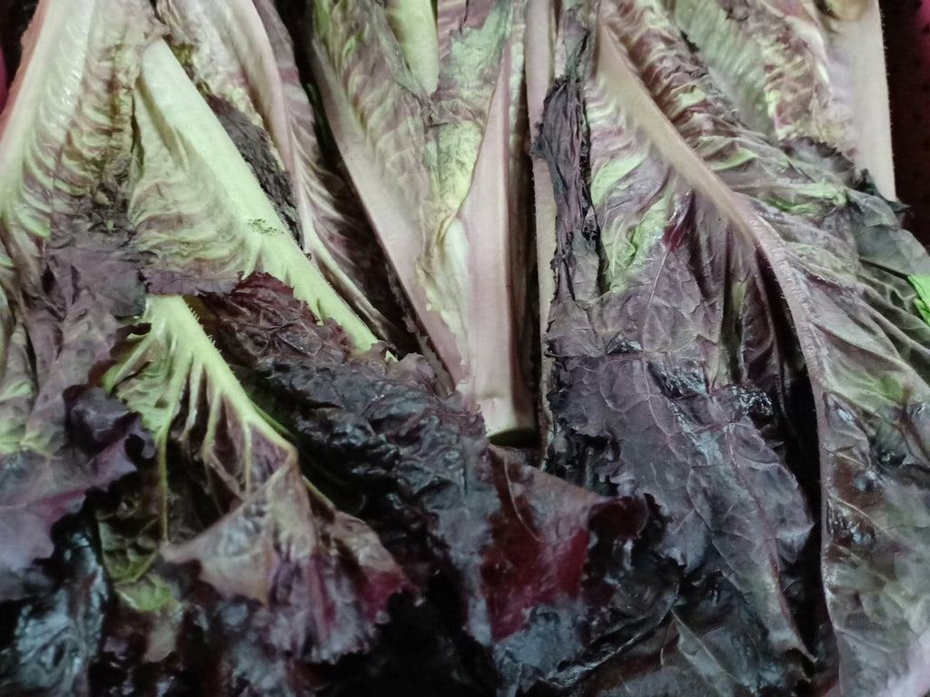 Fresh Organic Red Velvet Lettuce - order price / 250 grams - Farm2Metro