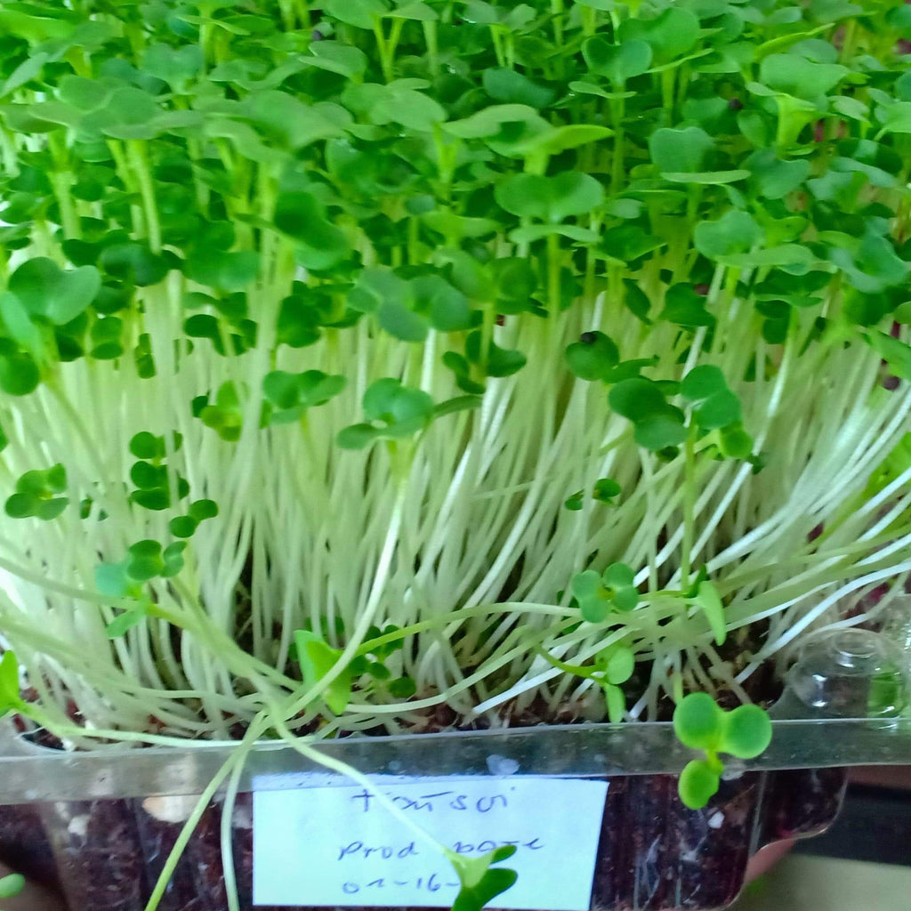 MICRO GREENS - Tatsoi - order price / 200 grams - Farm2Metro