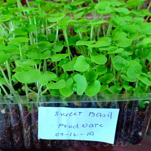MICRO GREENS - Sweet Basil - order price / 200 grams - Farm2Metro