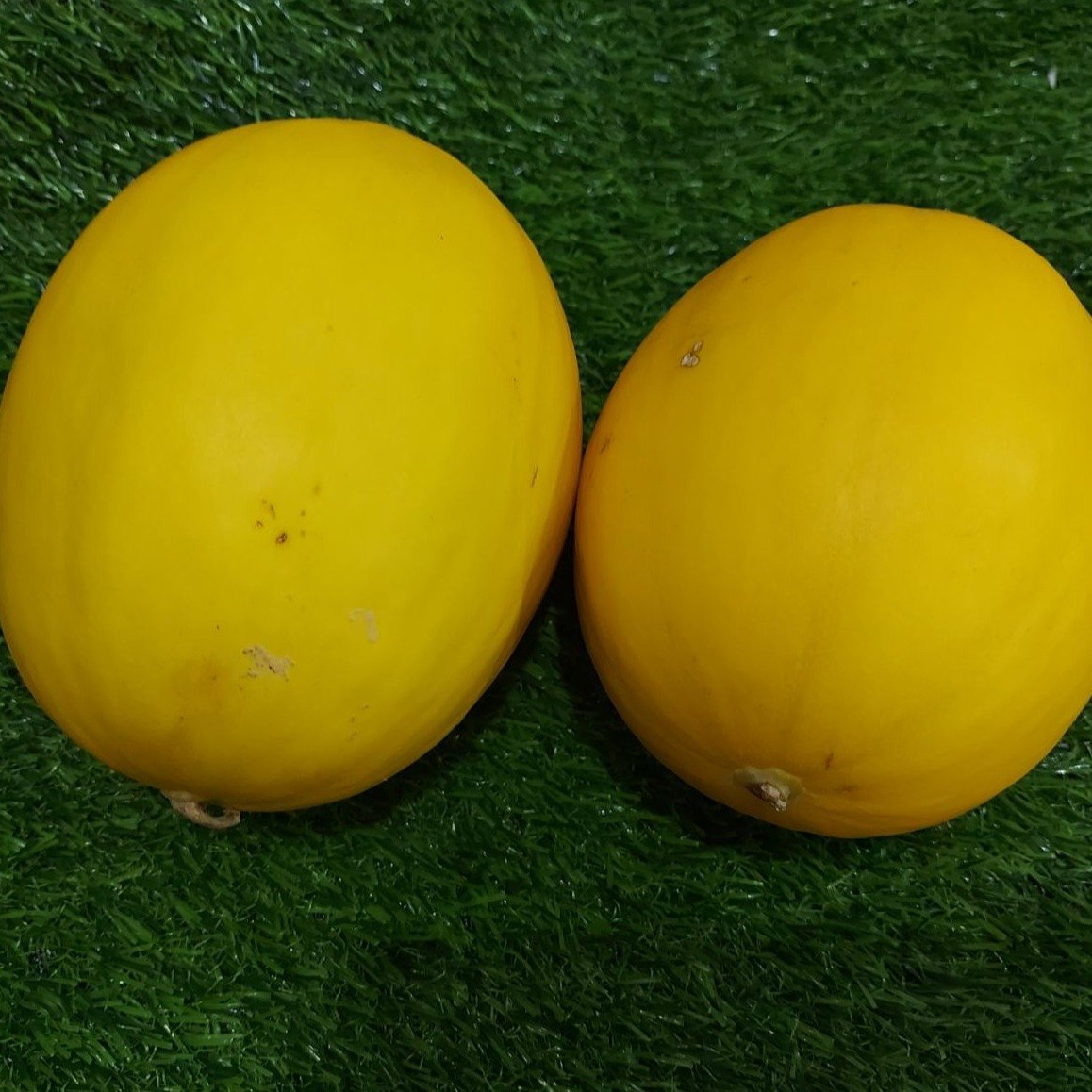 Sweet Local Honeydew Melon - order price / kilo minimum weight 1-2 kls each fruit