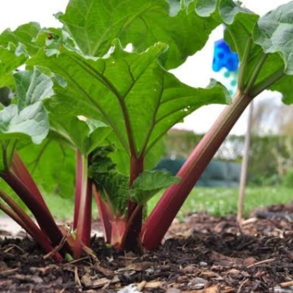 Fresh Organic Rhubarb - wholesale order price / kilo - Minimum 5 kilos - Farm2Metro