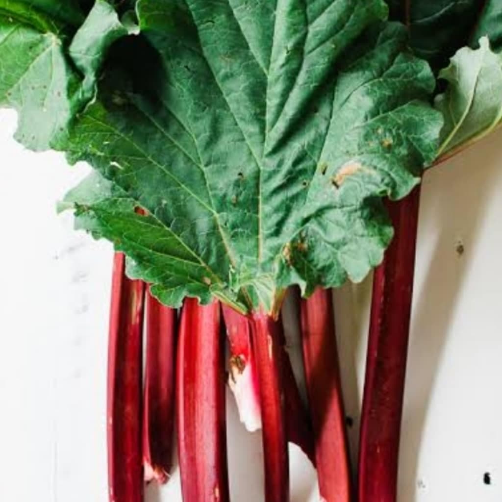 Fresh Organic Rhubarb - wholesale order price / kilo - Minimum 5 kilos - Farm2Metro