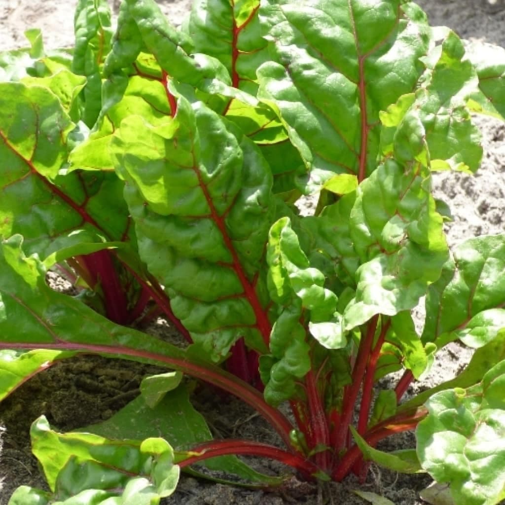 Fresh Organic Rhubarb - wholesale order price / kilo - Minimum 5 kilos - Farm2Metro