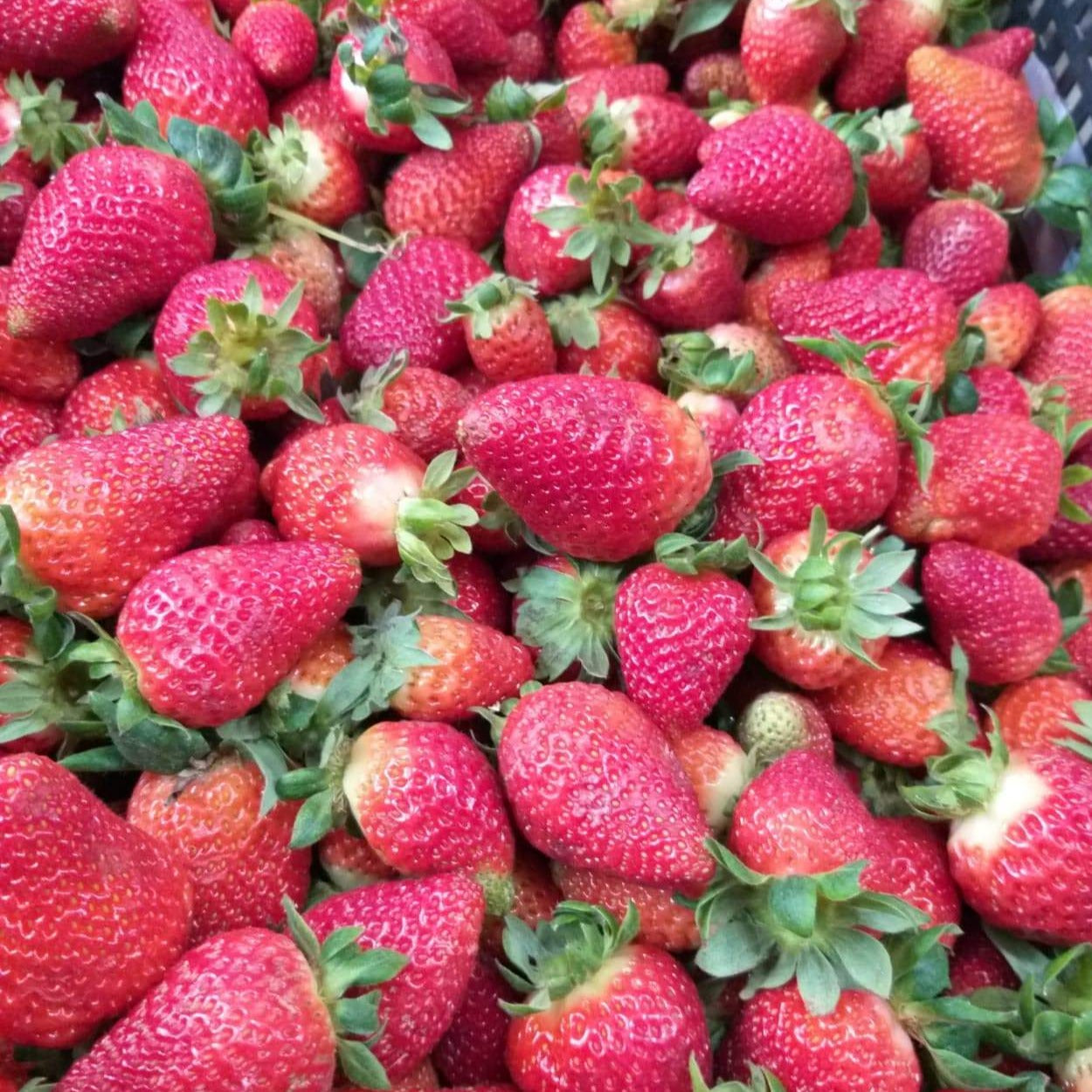 Fresh Local Strawberry - order price / 500 grams - Farm2Metro