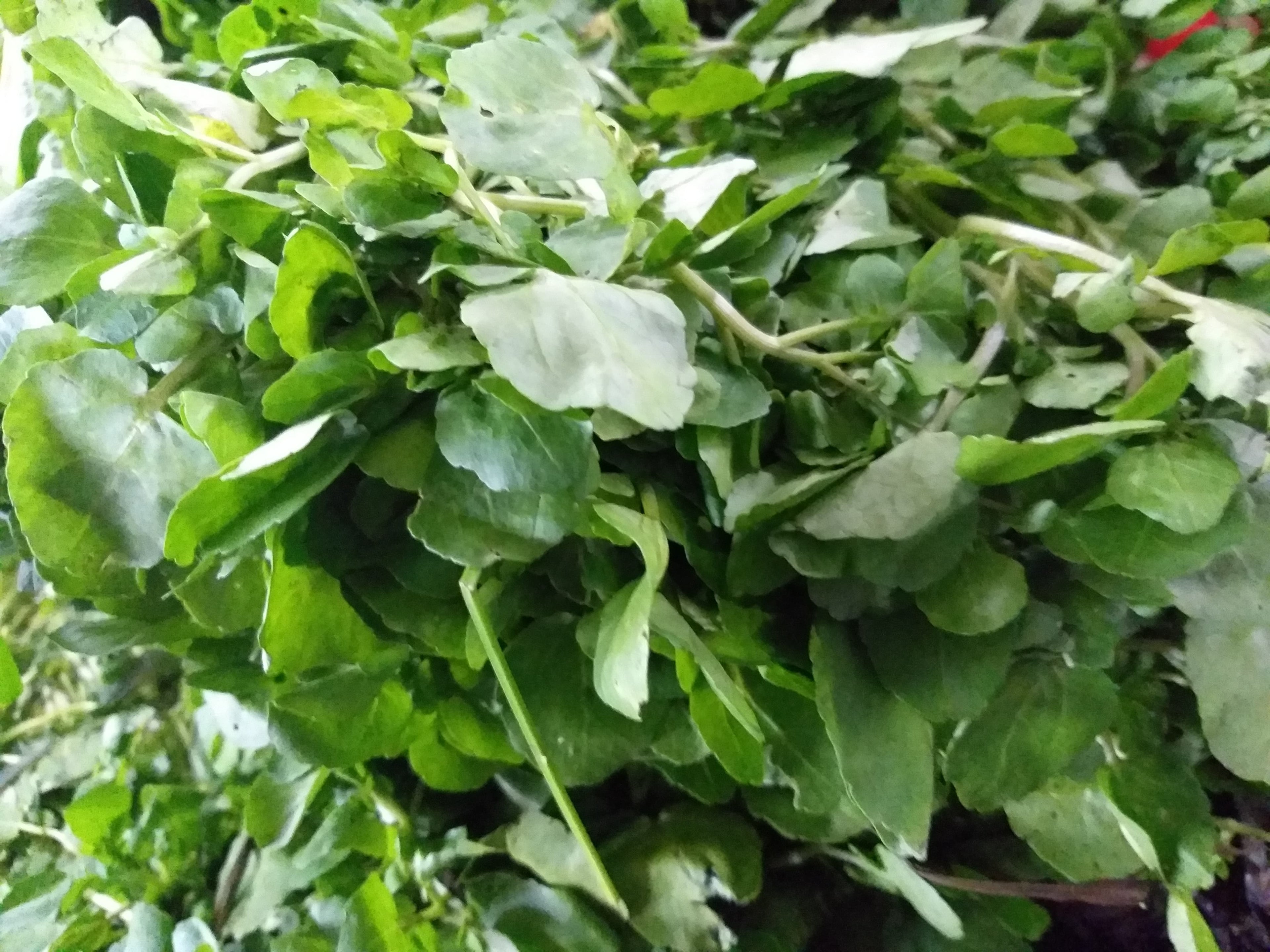 Fresh Organic Watercress - order price / kilo - Farm2Metro
