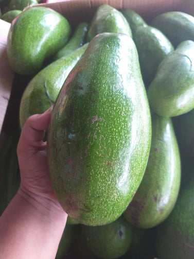 Fresh Davao Avocado JUMBO size - order price / 15 kilos (Not Available At this Time) - Farm2Metro