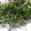 Fresh Local Oregano Leaves - order price / 100 grams - Farm2Metro