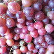Seedless Red Grapes - order price / kilo - Farm2Metro