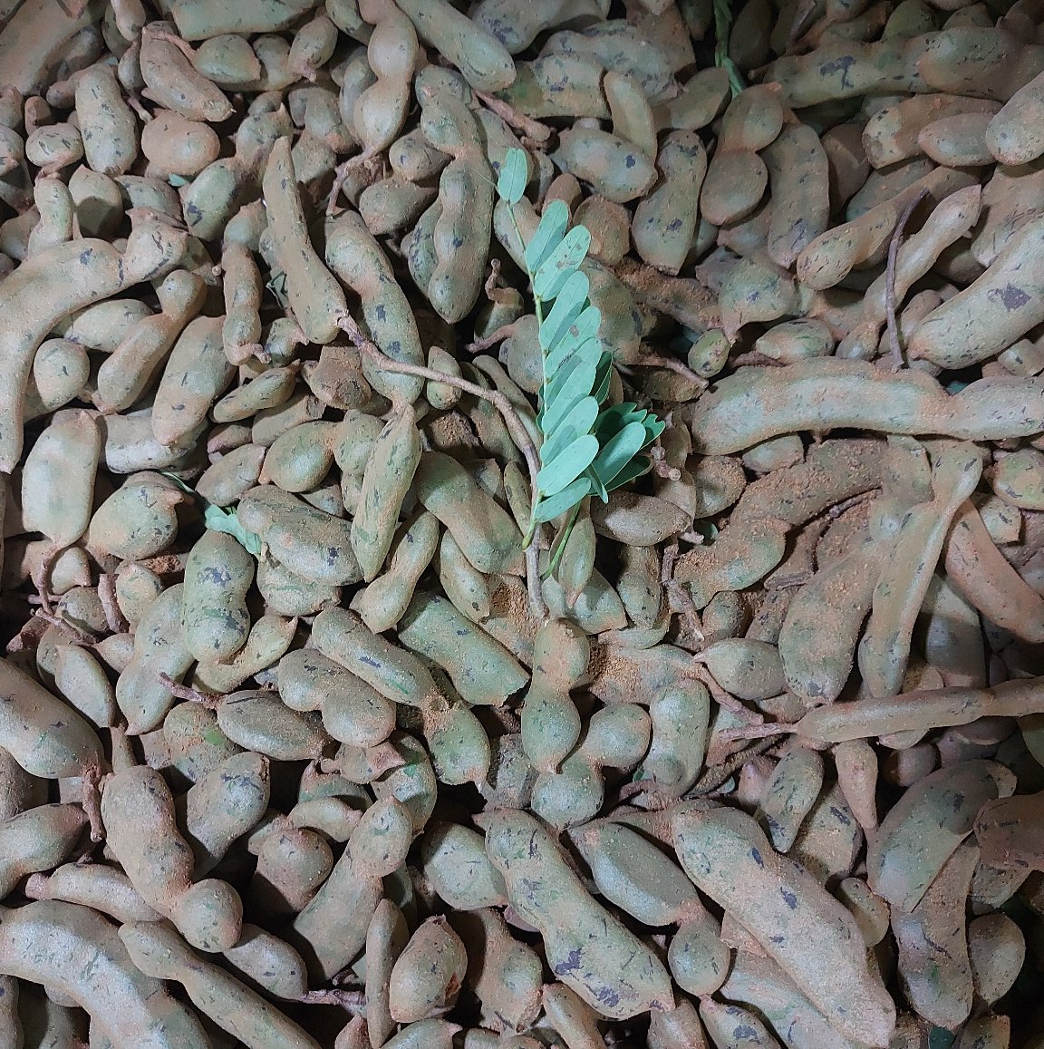 Fresh Local Tamarind [Sampaloc]- order price / 250 grams