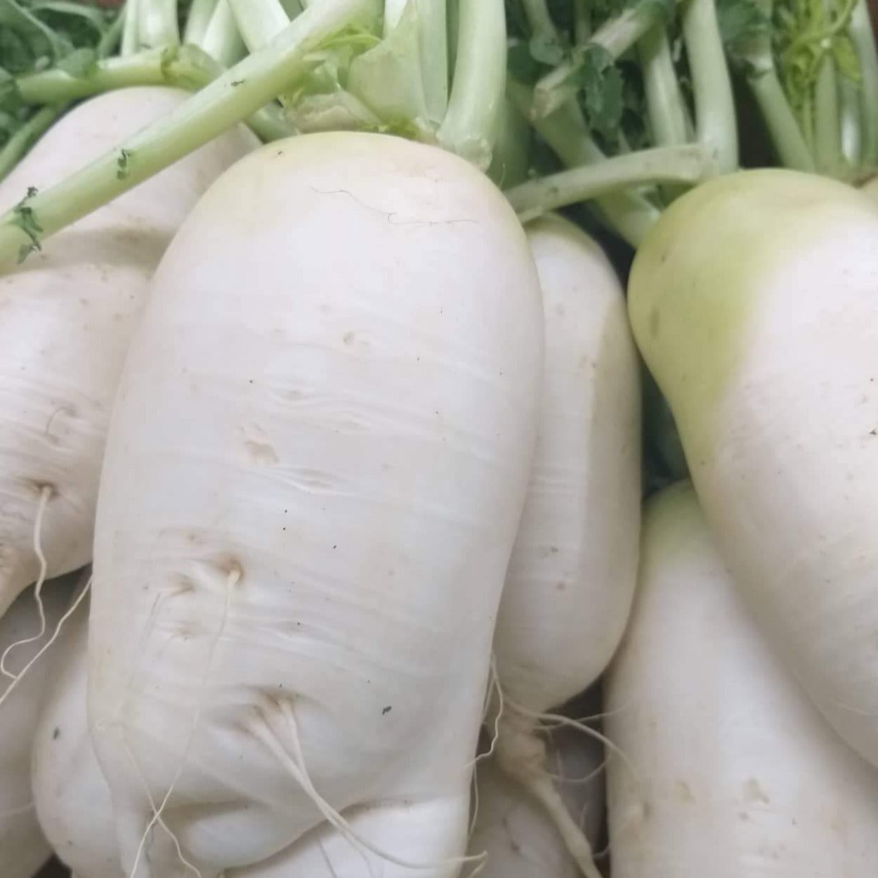 Local Organic Korean Radish - order price / kilo - Farm2Metro