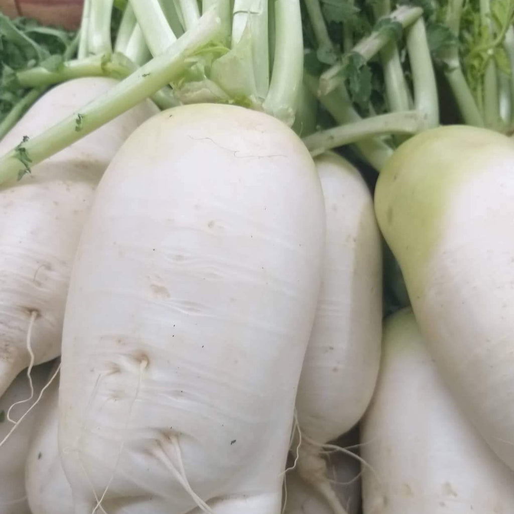 Local Organic Korean Radish - order price / kilo - Farm2Metro