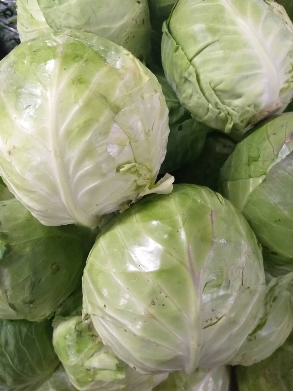 Fresh Local Organic Green Cabbage - order price / kilo - Farm2Metro