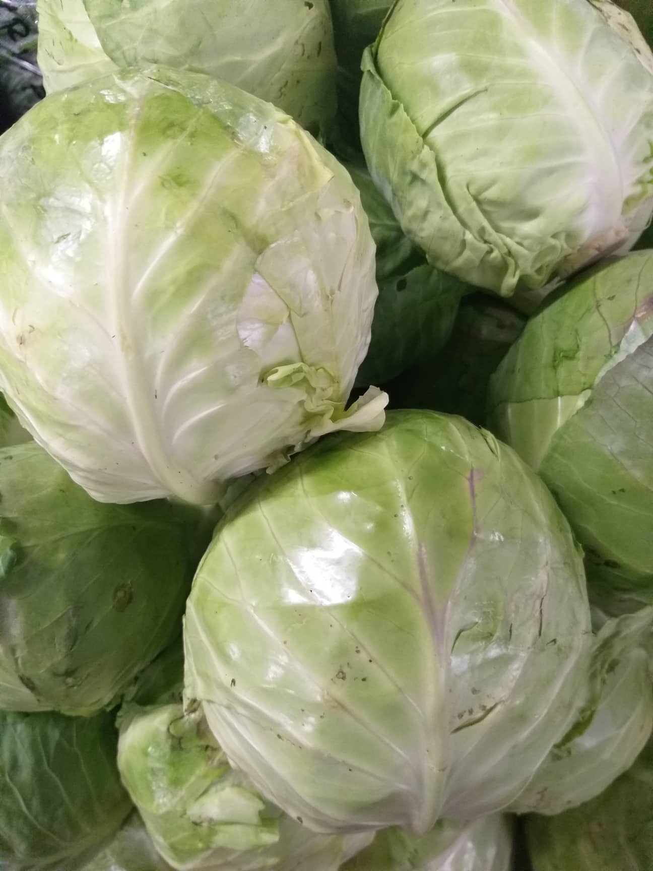 Fresh Local Organic Green Cabbage - order price / kilo - Farm2Metro