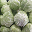 Fresh Local Organic Green Cabbage - order price / kilo - Farm2Metro
