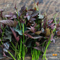 Local Organic Kamote Tops - order price / 250grams - Farm2Metro